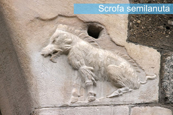 scrofa-semilanuta